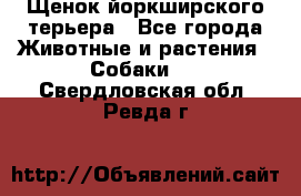 Щенок йоркширского терьера - Все города Животные и растения » Собаки   . Свердловская обл.,Ревда г.